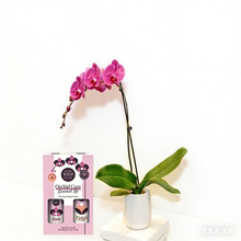 Orchid With Orchid Care Duo