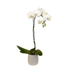 Single Orchid in a pot