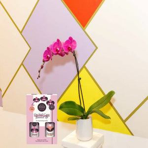 Orchid With Orchid Care Duo