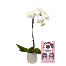 Orchid With Orchid Care Duo
