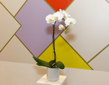 Single Orchid in a pot